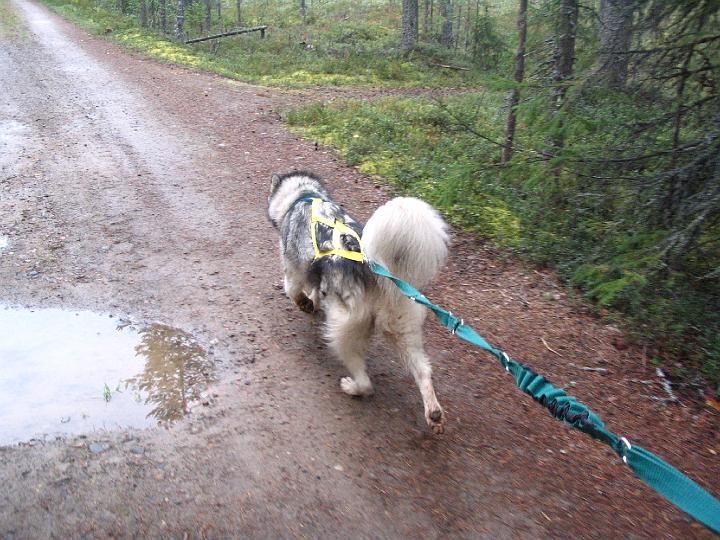 Awa syyskuu07 008.jpg - Awa treenaa syyskuussa 2007 / Awa training September 2007